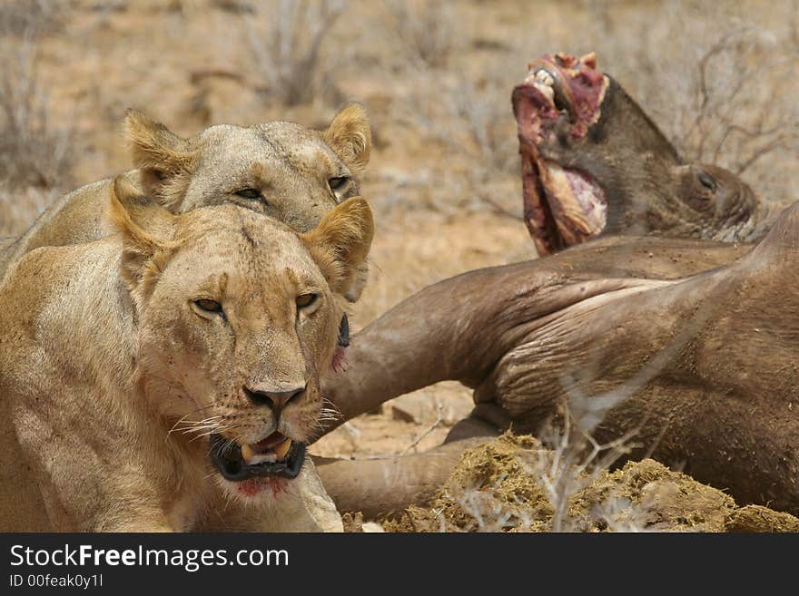 Lions at buffalo kill