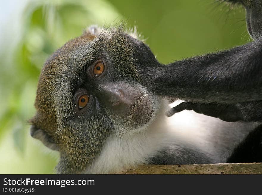 Sykes monkey being groomed in face