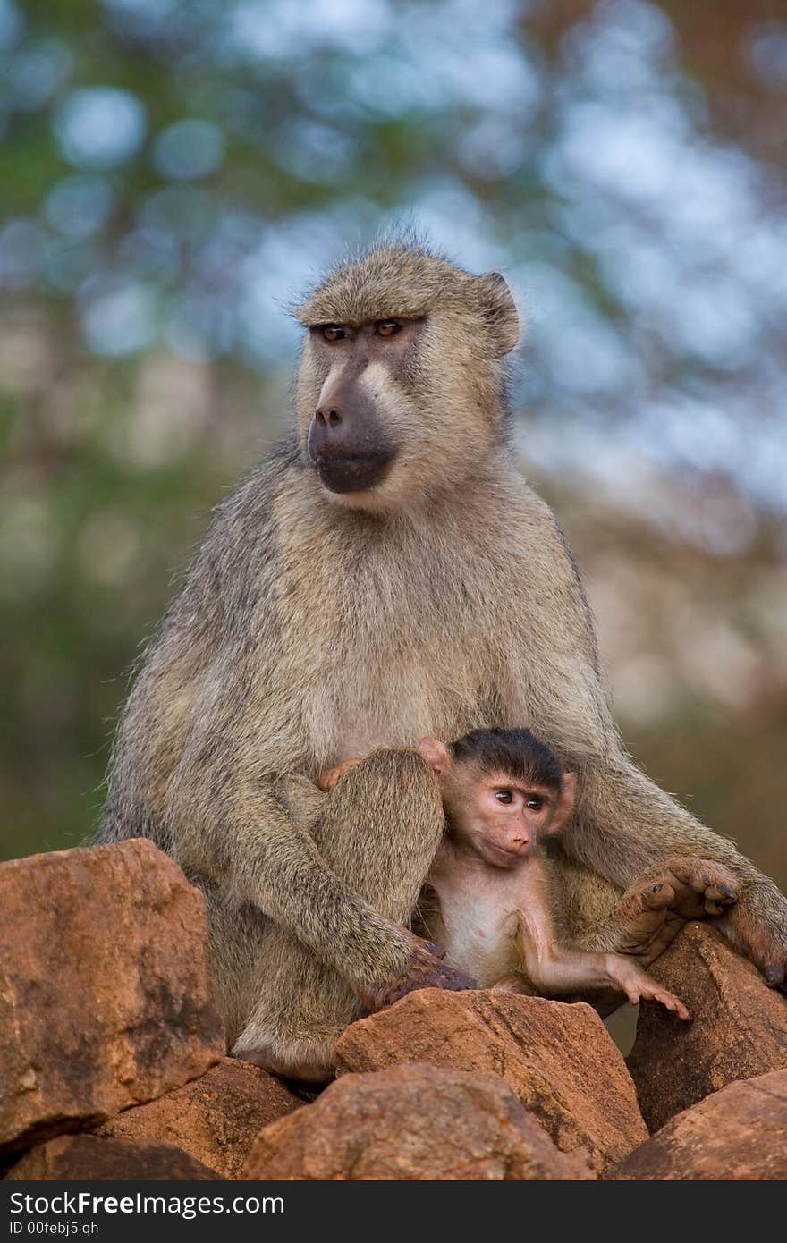 Baboon mother and infant