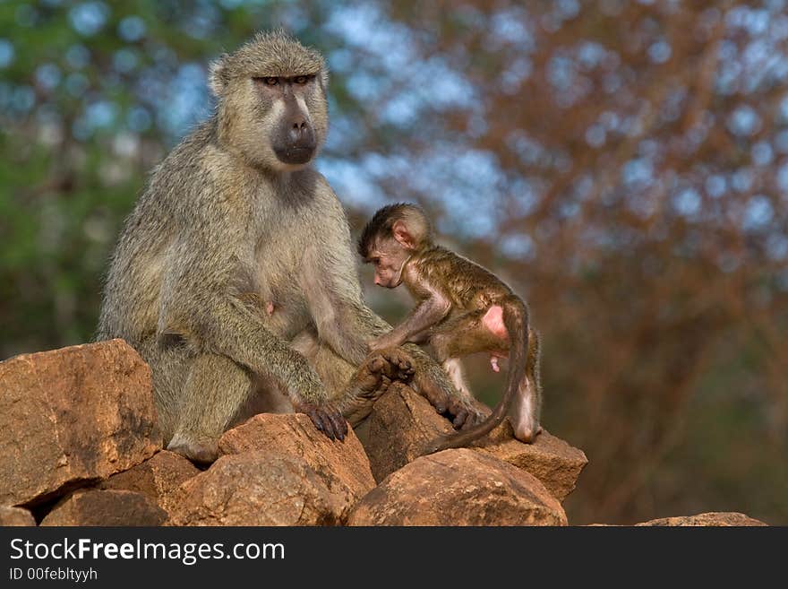 Baboon mother and infant