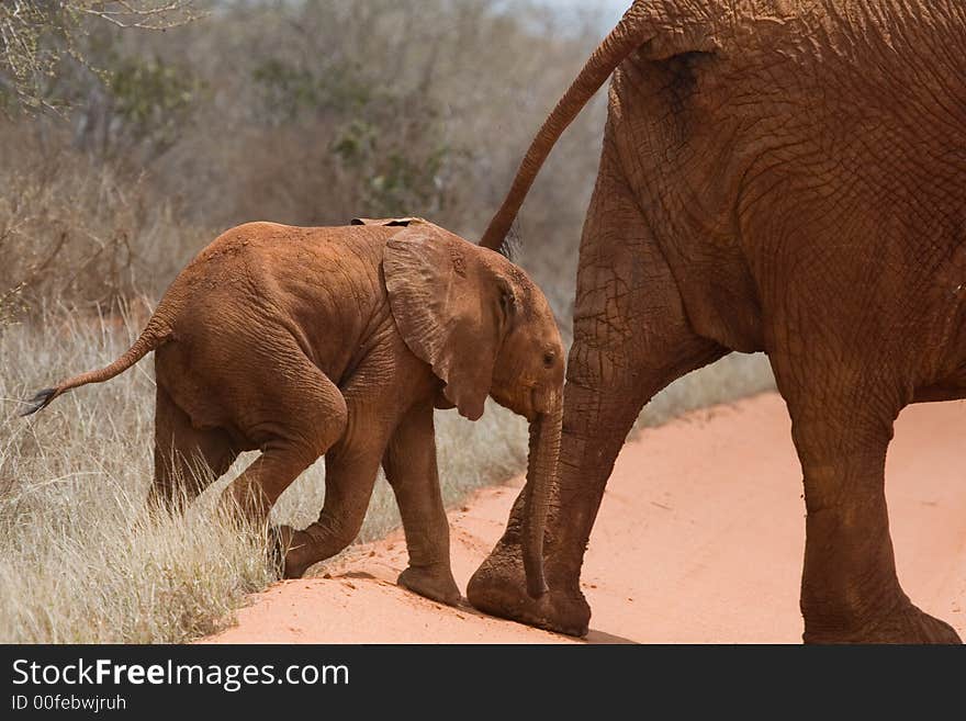 African elephant calf