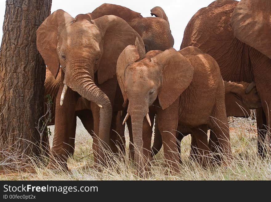 Elephant siblings