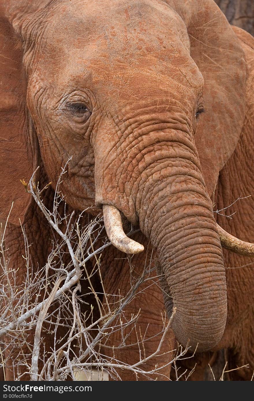 African Elephant Feeding