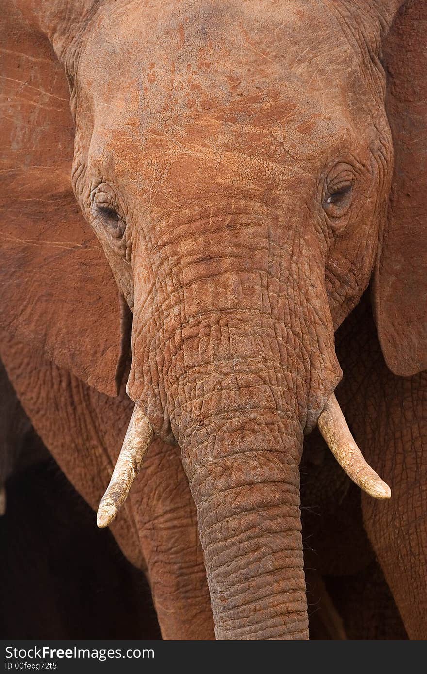 African Elephant Portrait