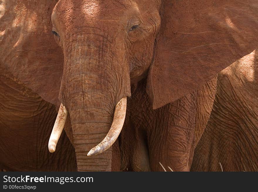 African Elephant Portrait