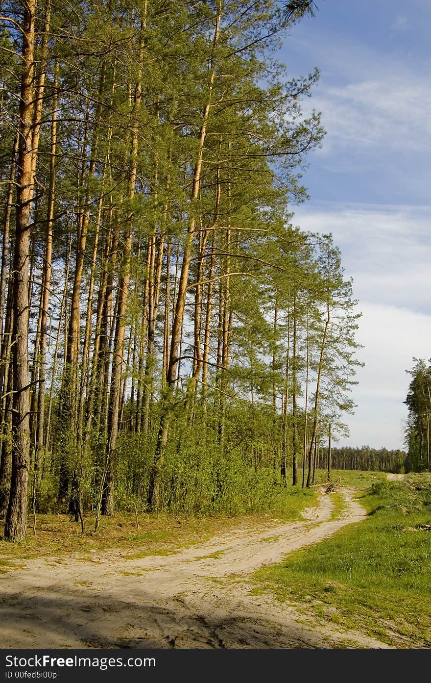 Road in forest, blue sky, green pine, sunny