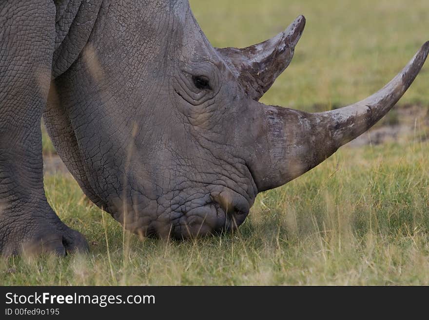 White rhinoceros closeup of head while grazing on short grassland