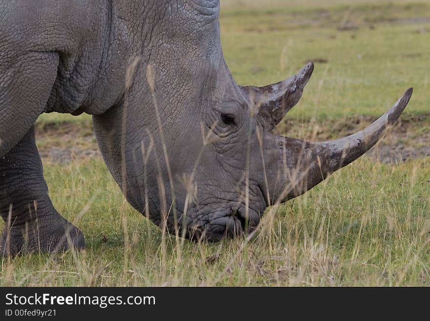 African white rhinoceros close-up while grazing on short grassland