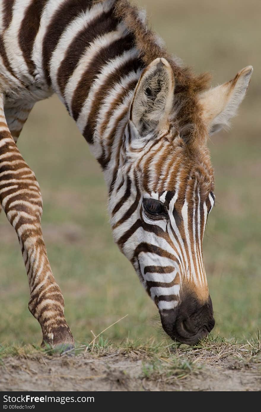 Portrait of foal plains zebra grazing