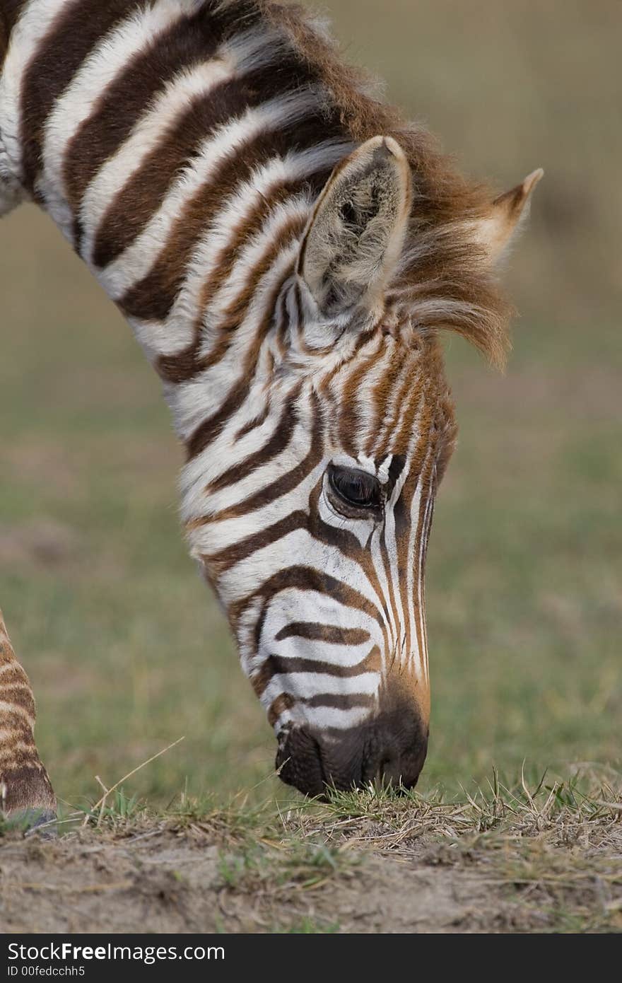 Portrait of foal plains zebra grazing