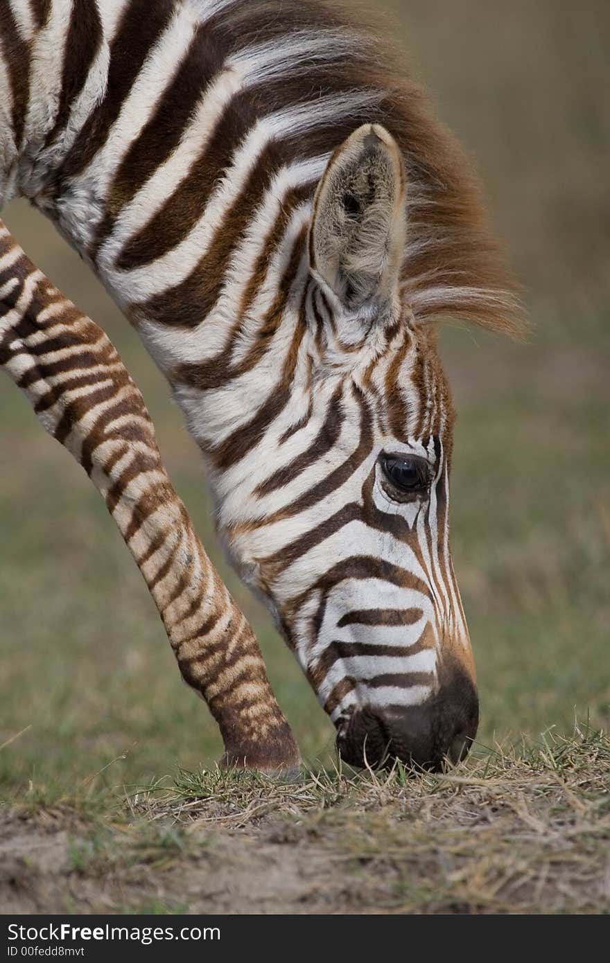 Portrait of foal plains zebra grazing