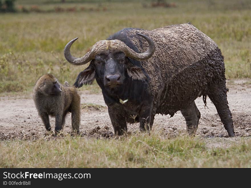 African Buffalo and Olive Baboon  standing at waterhole in dry season, Nakuru National Park, Kenya. African Buffalo and Olive Baboon  standing at waterhole in dry season, Nakuru National Park, Kenya