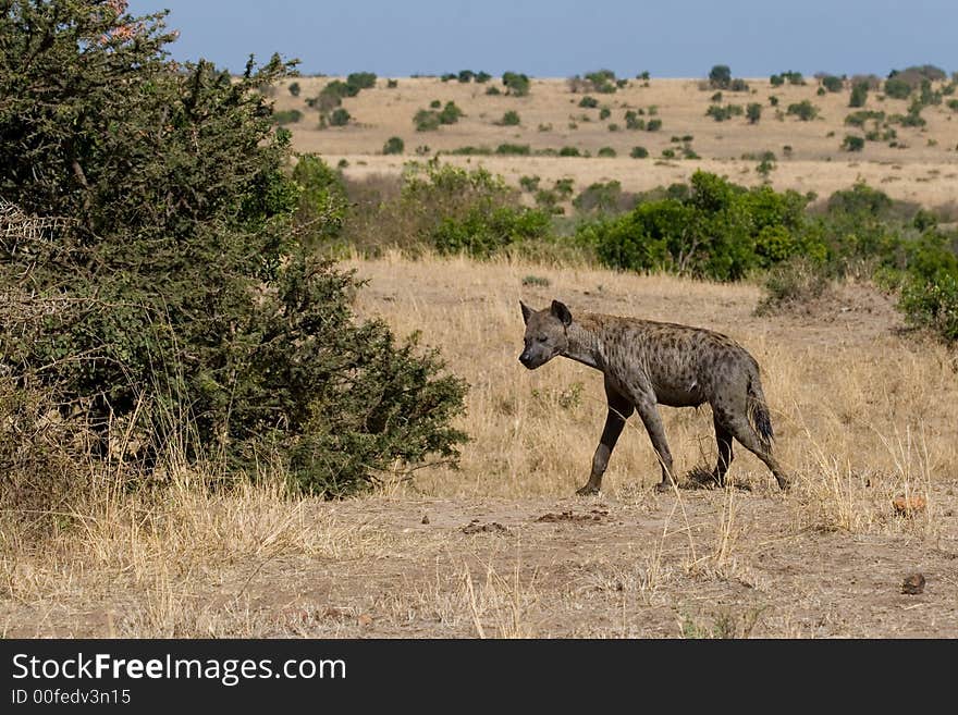 Spotted Hyena