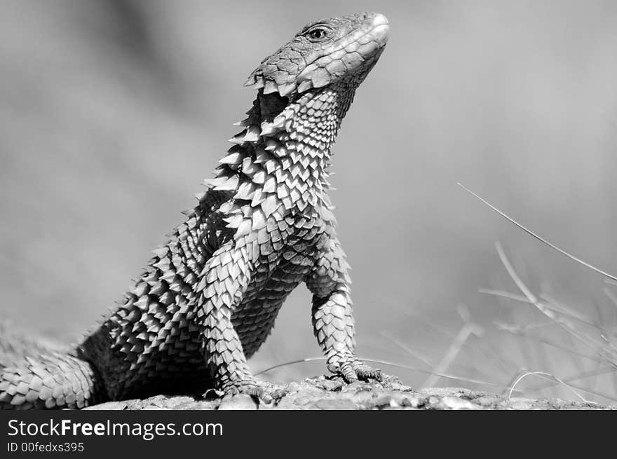 African Girdled Lizard.