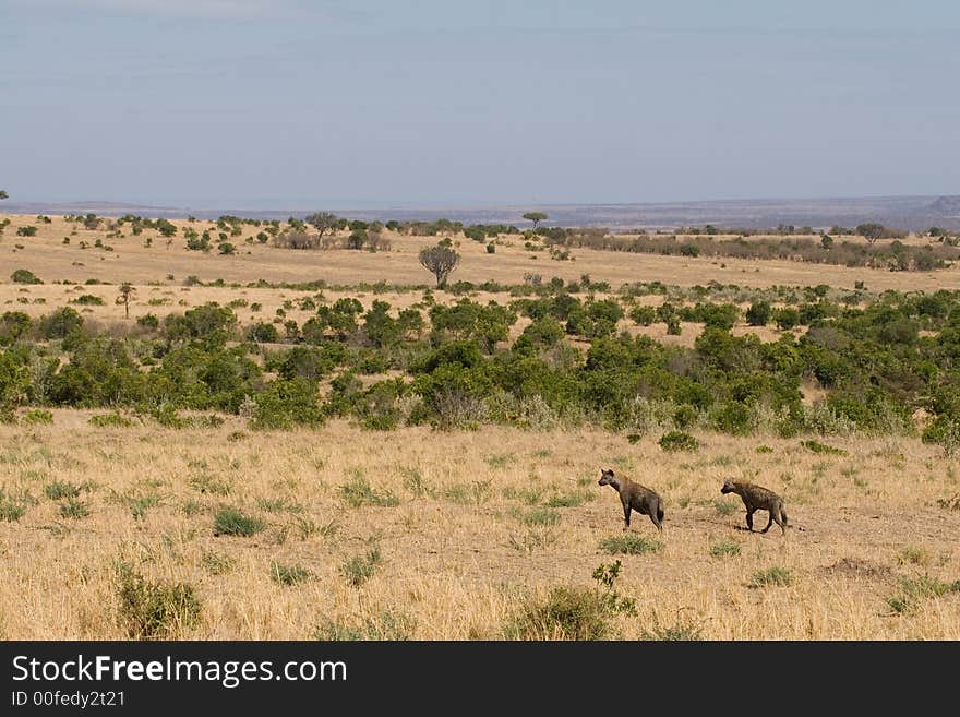 Two spotted hyenas, Crocuta crocuta, standing in open African savanna landscape