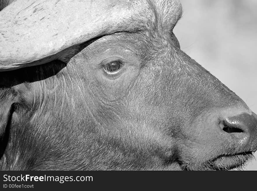 A black and white image of a buffalo bull. Photographed in South Africa.