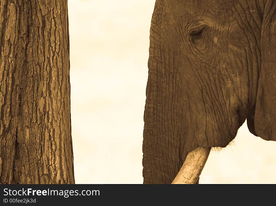 African Elephant Head and Tree Trunk. African Elephant Head and Tree Trunk