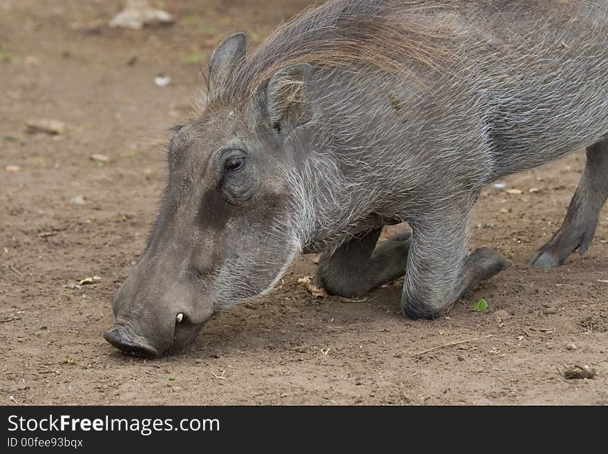 Warthog kneeling down to graze. Warthog kneeling down to graze