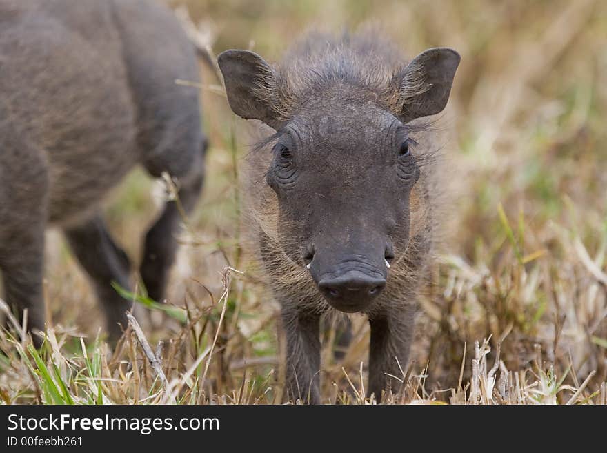 Portrait of warthog piglet looking into camera