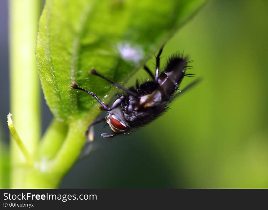 Extreme macro of a common fly under green leaf