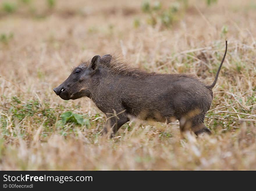 Warthog piglet running with tail raised