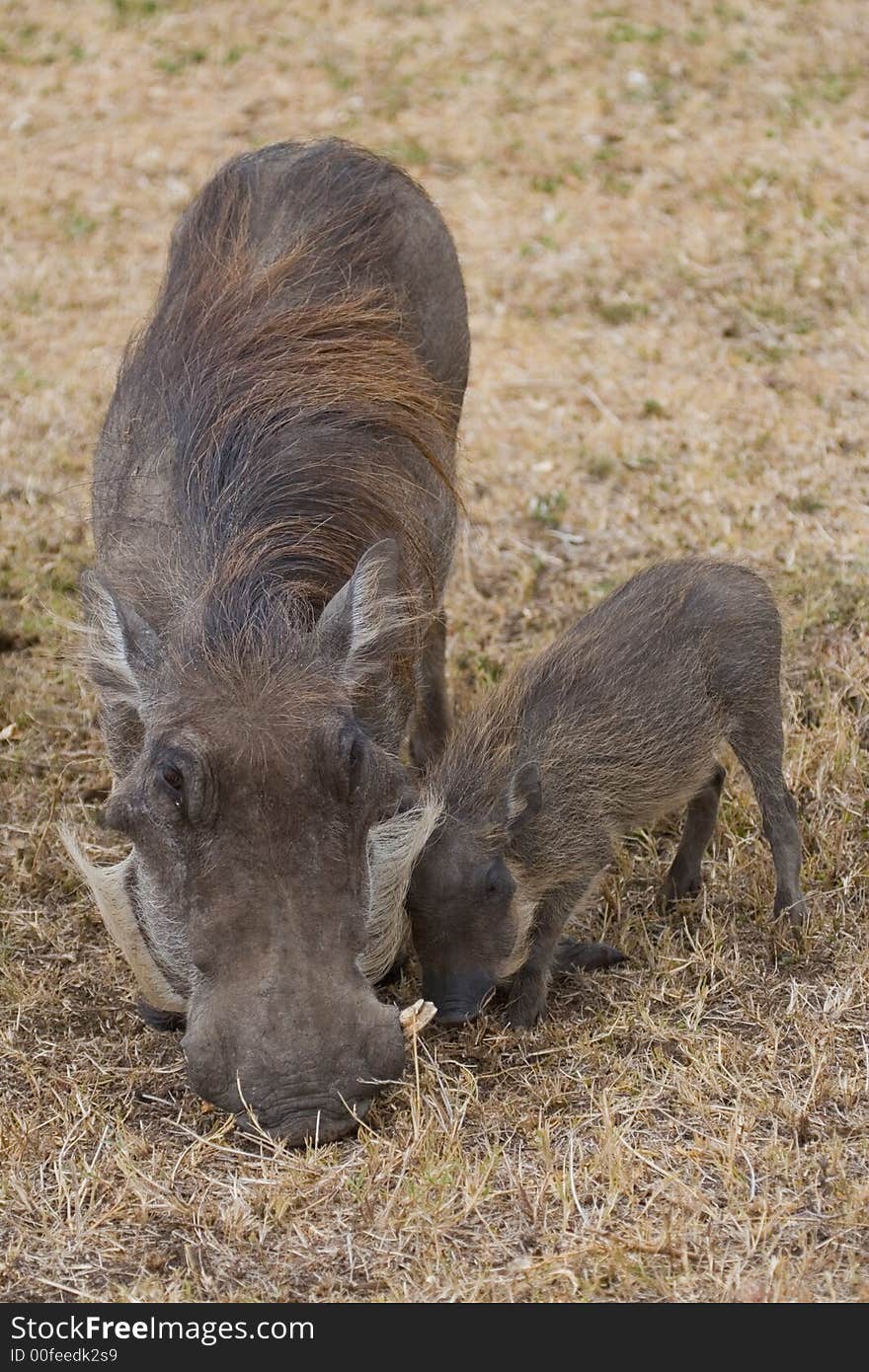 Mother and piglet warthog grazing together. Mother and piglet warthog grazing together