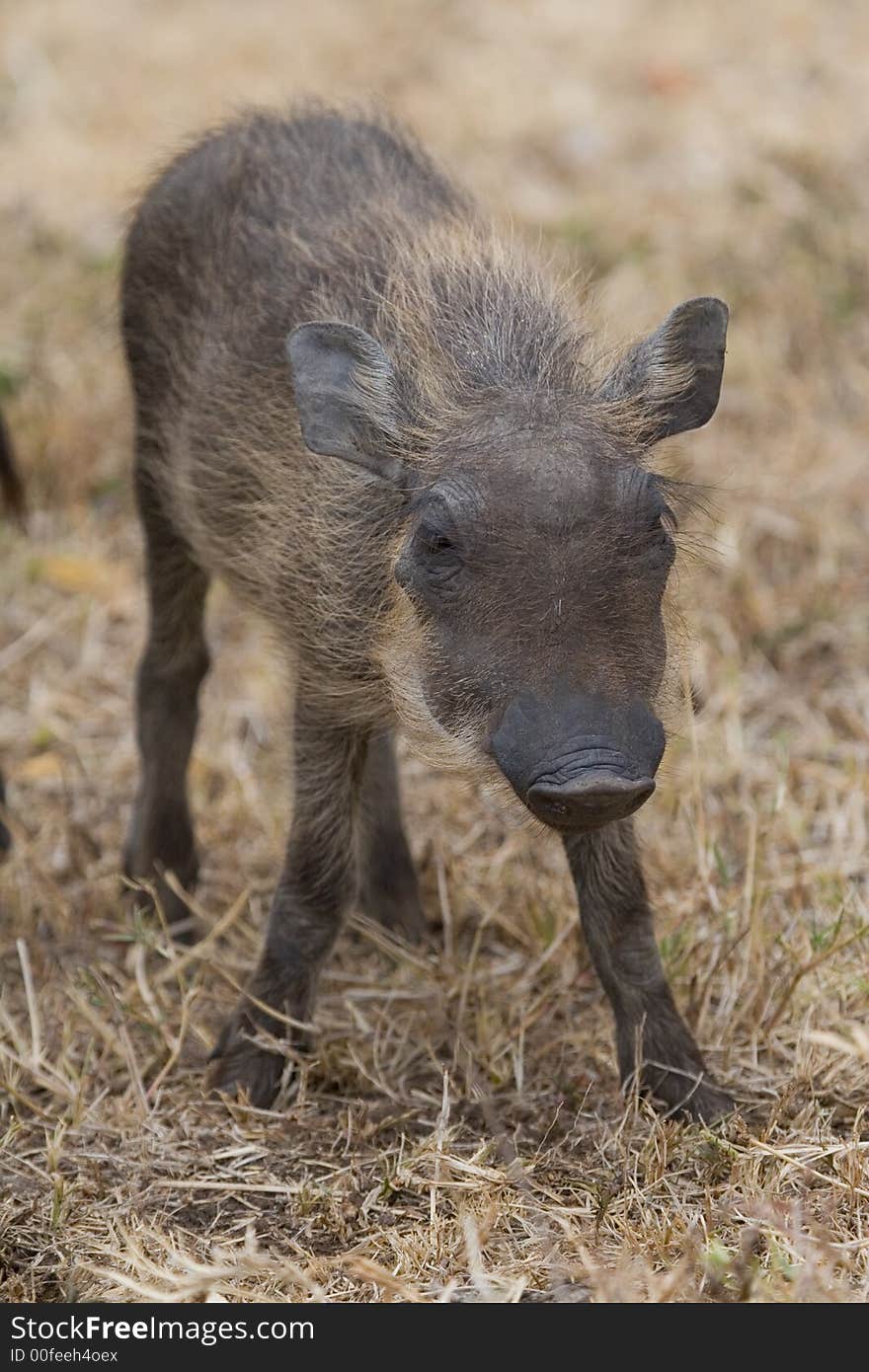 Portrait of tiny warthog piglet