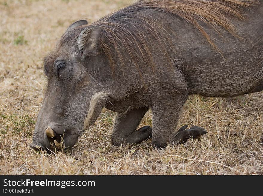 Warthog kneeling on ground to graze. Warthog kneeling on ground to graze