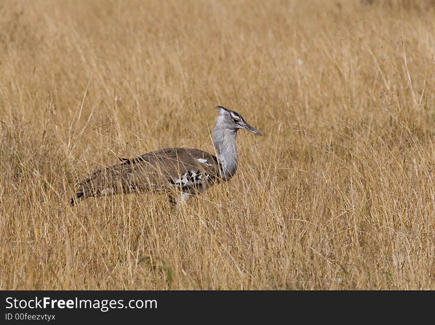 Kori Bustard Ardeotis kori