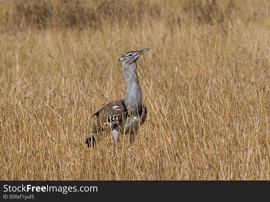 Kori Bustard, Ardeotis kori