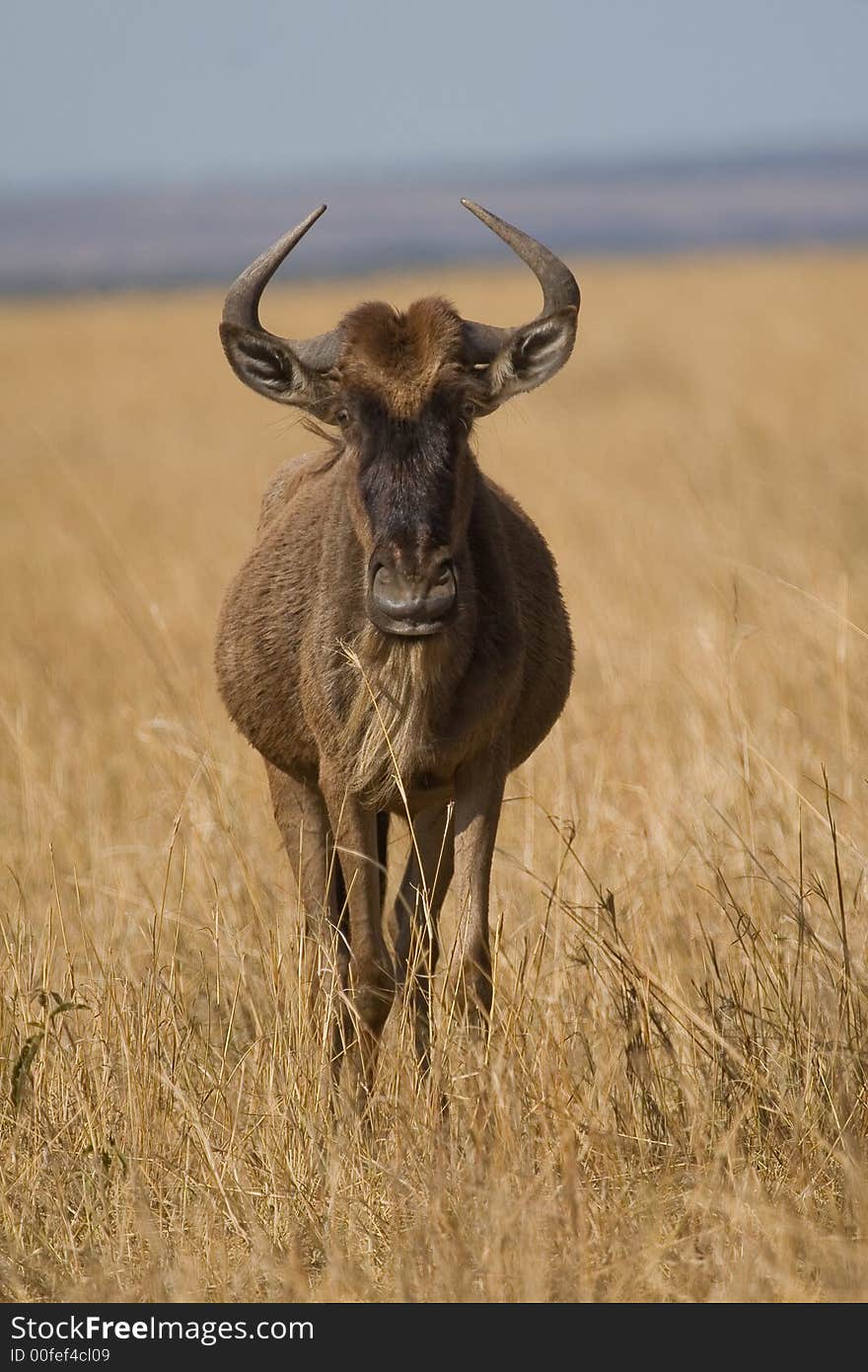 Portrait of Wildebeest on open plains of Masai Mara during annual migration, Kenya