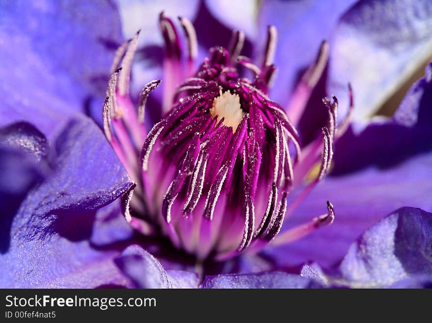 Stunning macro shot of a purple clematis - amazing detail and clarity. Stunning macro shot of a purple clematis - amazing detail and clarity