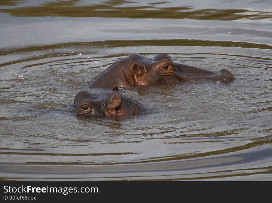 Hippos