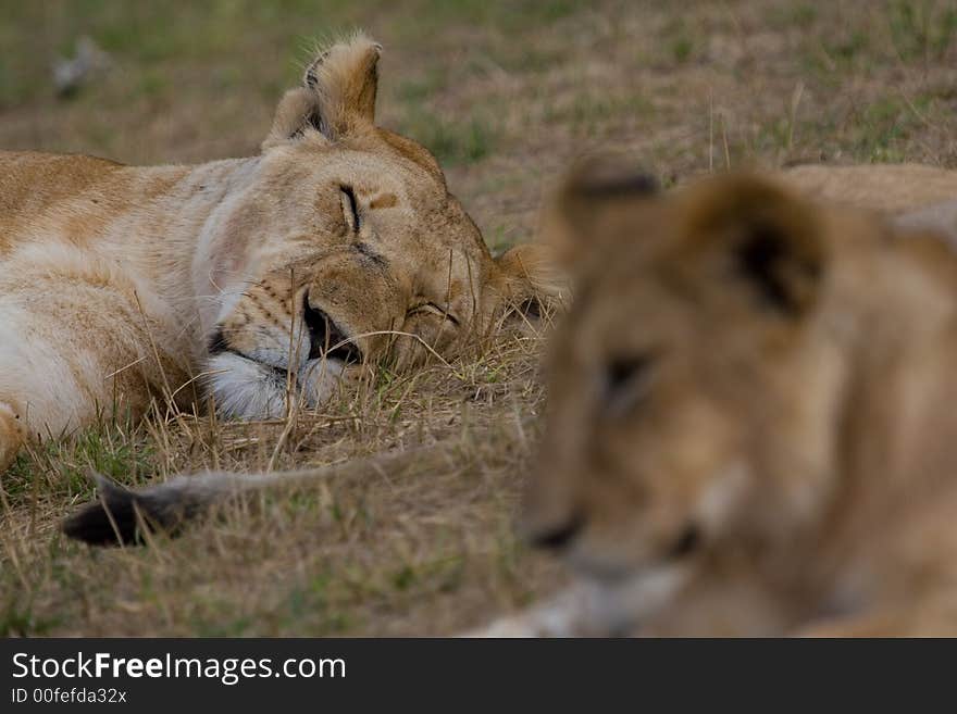 African lion asleep, with lion cub in foreground. African lion asleep, with lion cub in foreground