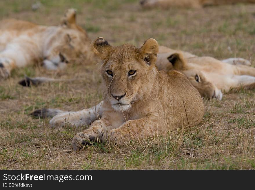 Lion Cub