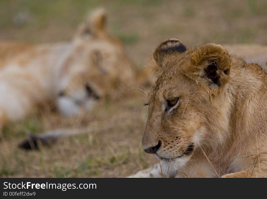 Portrait of African lion at rest, with sleeping lion in background. Portrait of African lion at rest, with sleeping lion in background