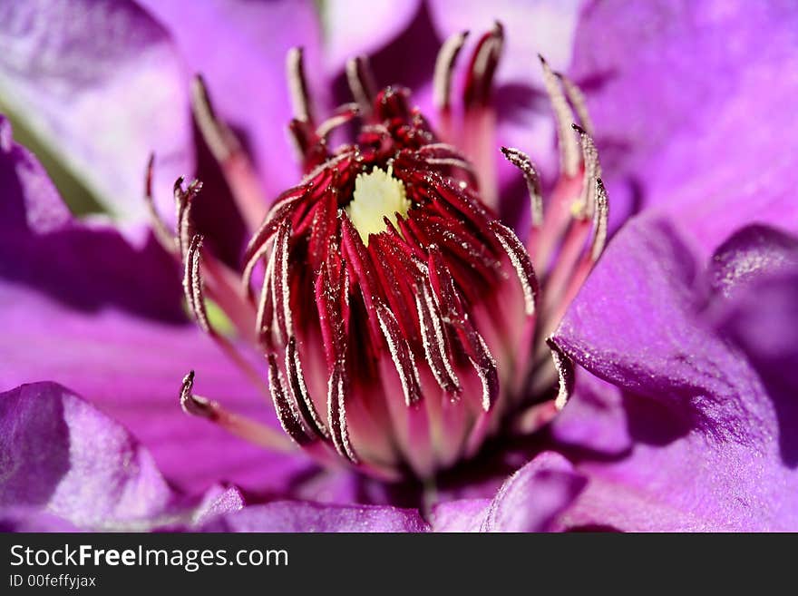 Beautiful clematis macro