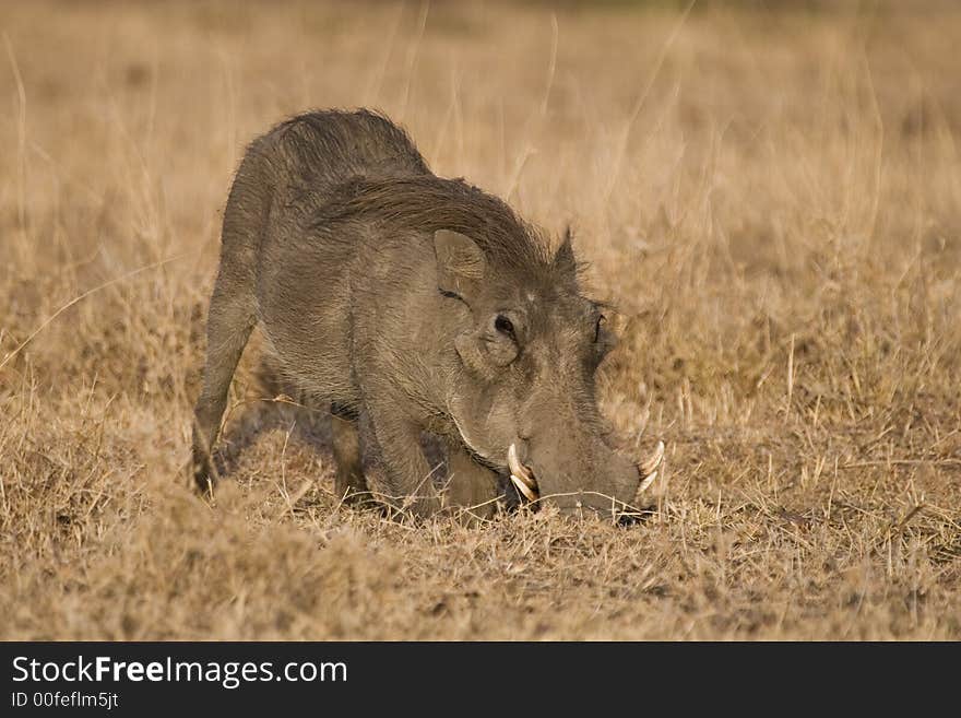 Warthog