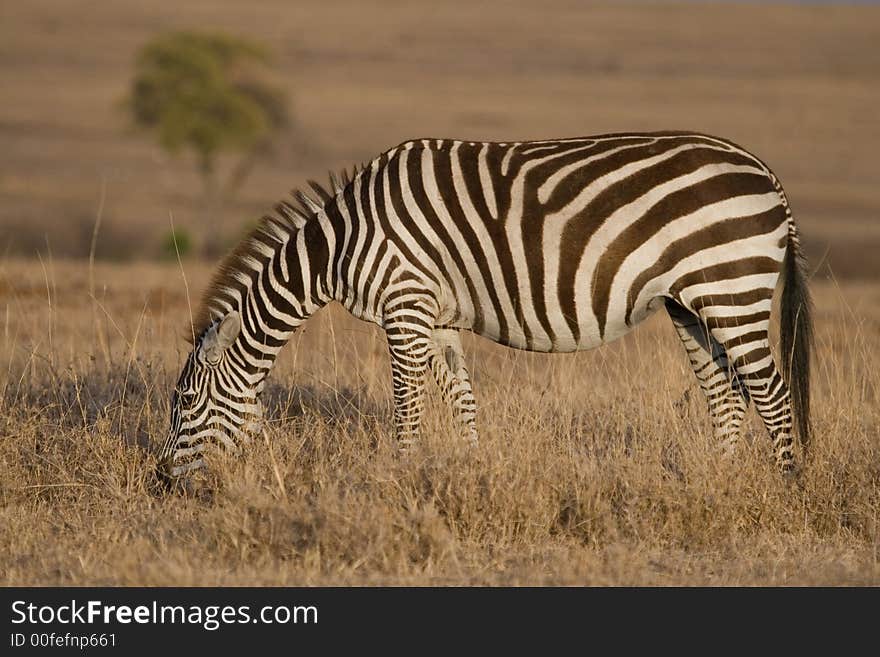 Portrait of Plains Zebra foraging, view from side, in evening light