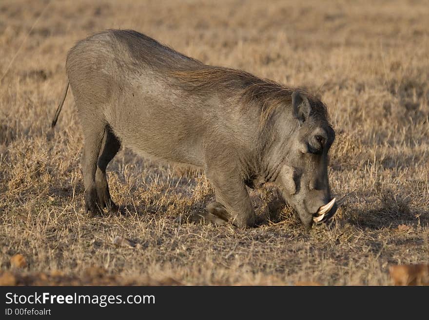 Warthog