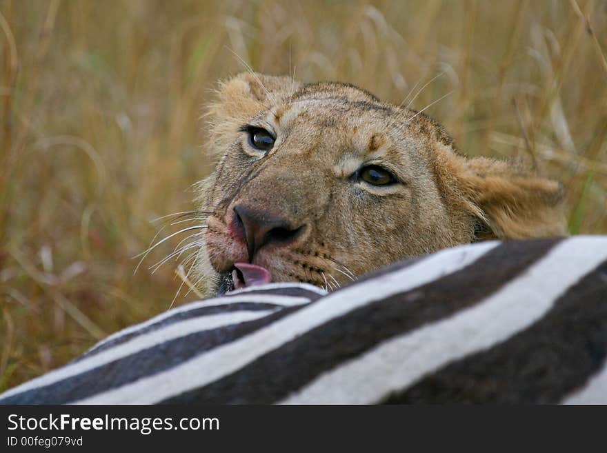 African lion feasting on zebra carcass. African lion feasting on zebra carcass