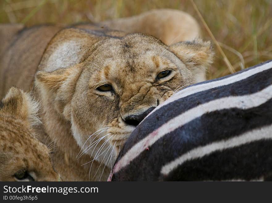 Lioness eating Plains zebra