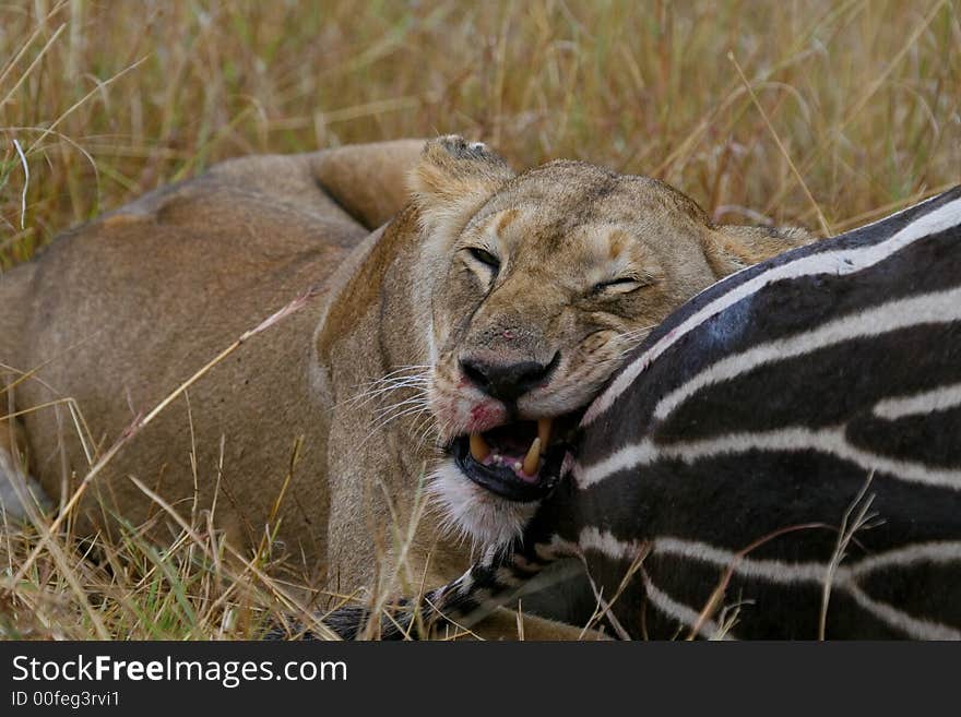 African lioness biting into zebra carcass. African lioness biting into zebra carcass