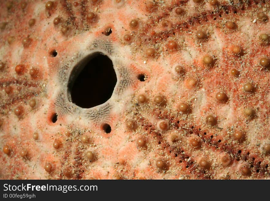 Great detail and colour in this macro shot of a sea-urchin. Great detail and colour in this macro shot of a sea-urchin