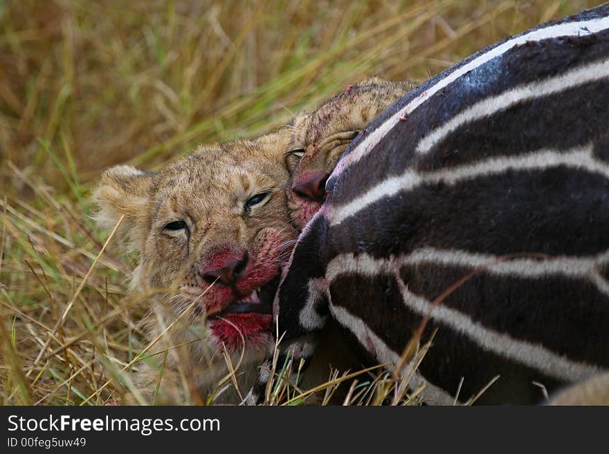 Two African lion cubs struggling for a piece of zebra meat. Two African lion cubs struggling for a piece of zebra meat