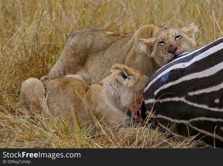 Lion cubs feasting on zebra. Lion cubs feasting on zebra