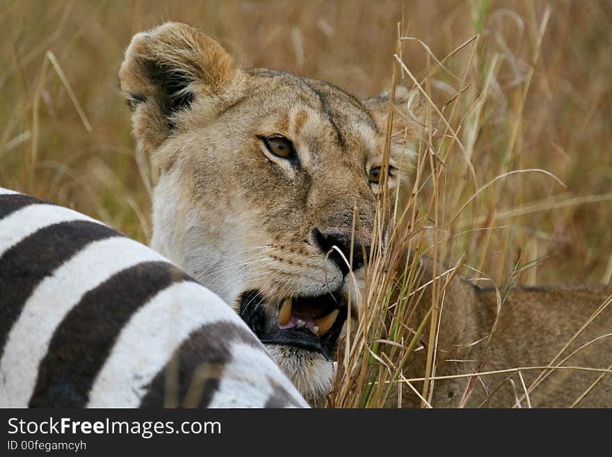 African lion looking up from behind zebra carcass. African lion looking up from behind zebra carcass