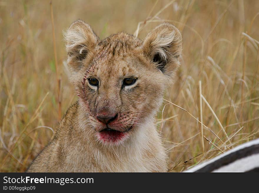 Lion cub with bloody mouth next to zebra carcass. Lion cub with bloody mouth next to zebra carcass