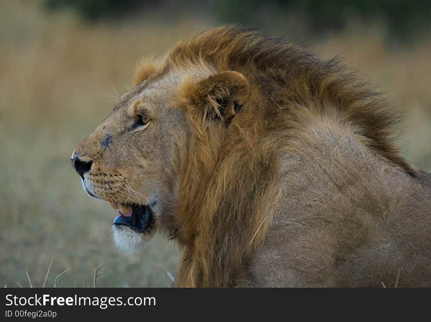 Portrait of wild African lion male with mane