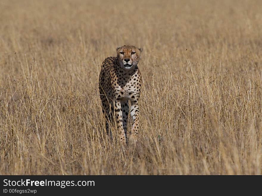 Cheetah Acinonyx Jubatus